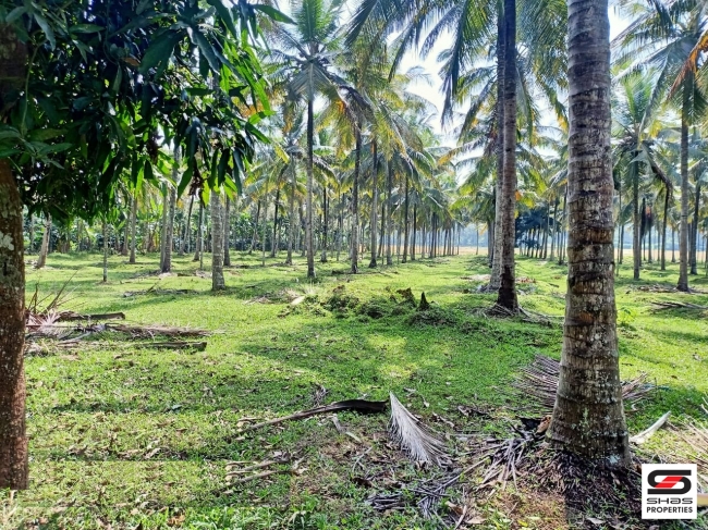 Farmland for sale in Pulpally, Wayanad