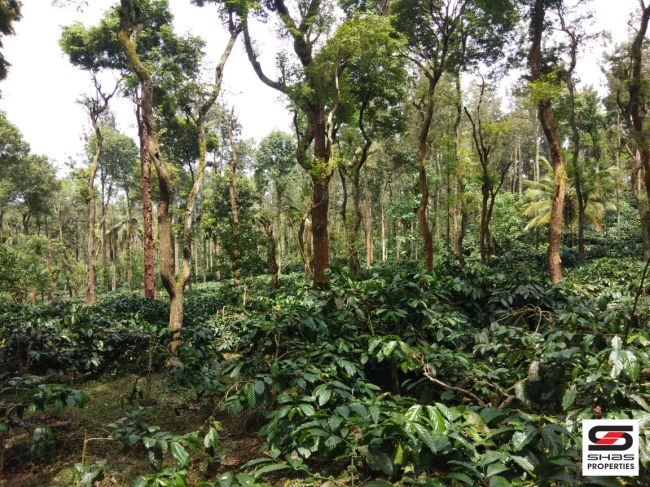 Coffee Estate for sale in Coorg, Karnataka