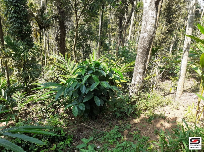 Cardamom farm land for sale In Attappadi, Palakkad
