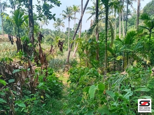 Land with house for sale in Paingottoor, Ernakulam