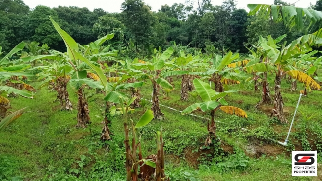 Farmland with farmhouse for sale at Pallassana, Palakkad
