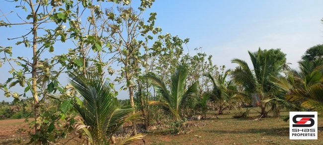 Farmland for sale in Eruthempathy, Palakkad