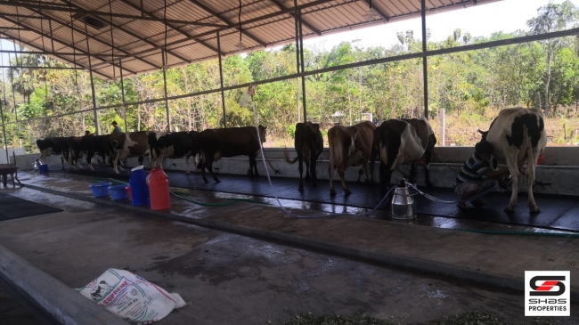 Dairy farm for sale at Vadakkanchery, Thrissur