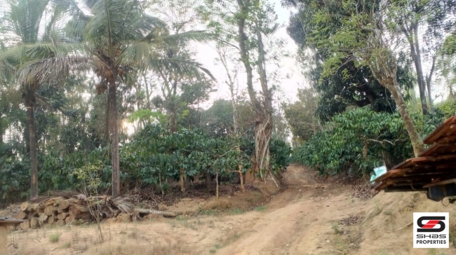 Farmland with farmhouse in Virajpet, Coorg for sale