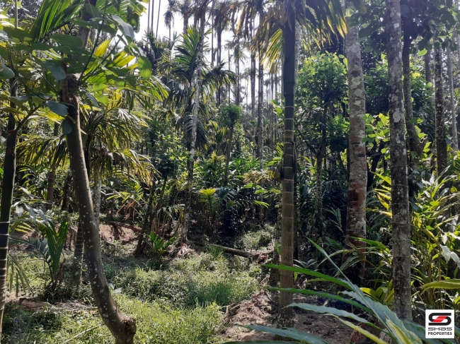 Cardamom farm land for sale In Attappadi, Palakkad