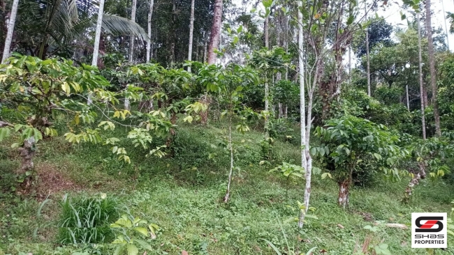 Plot for sale at Kenichira, Wayanad