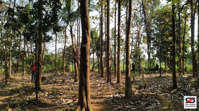 House plot for sale in Thenkurissi, Palakkad