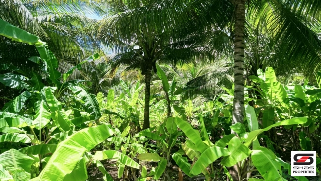 6 Acres farmland for sale at Kozhinjampara,Palakkad