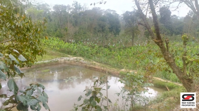 Farmland with farmhouse in Virajpet, Coorg for sale