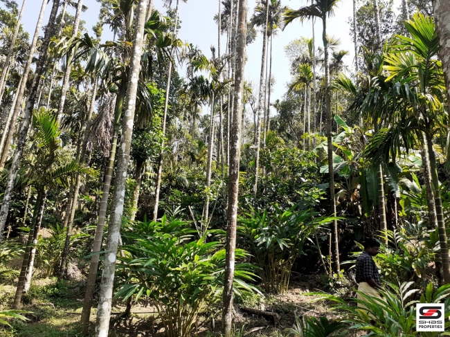 Cardamom farm land for sale In Attappadi, Palakkad