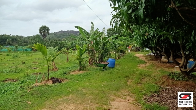 Farmland with farmhouse for sale at Pallassana, Palakkad