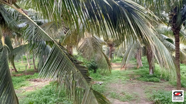 1 Acre farmland for sale in Ozhalapathy, Palakkad