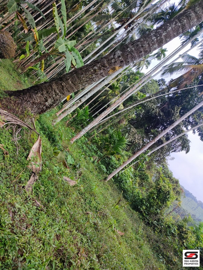 Land with traditional house for Sale at Mannarkad, Palakkad