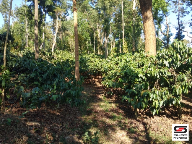 Coffee Estate for sale in Coorg, Karnataka