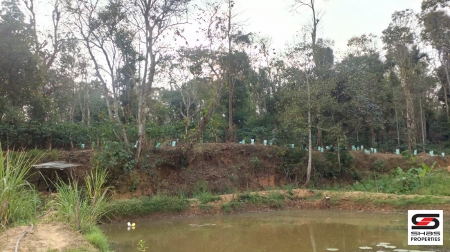 Farmland with farmhouse in Virajpet, Coorg for sale