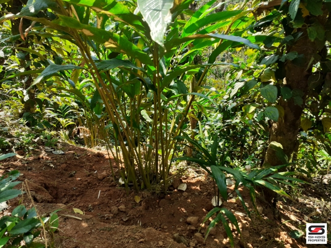 Cardamom farm land for sale In Attappadi, Palakkad