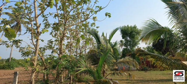 Farmland for sale in Eruthempathy, Palakkad