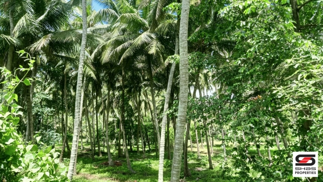6 Acres farmland for sale at Kozhinjampara,Palakkad