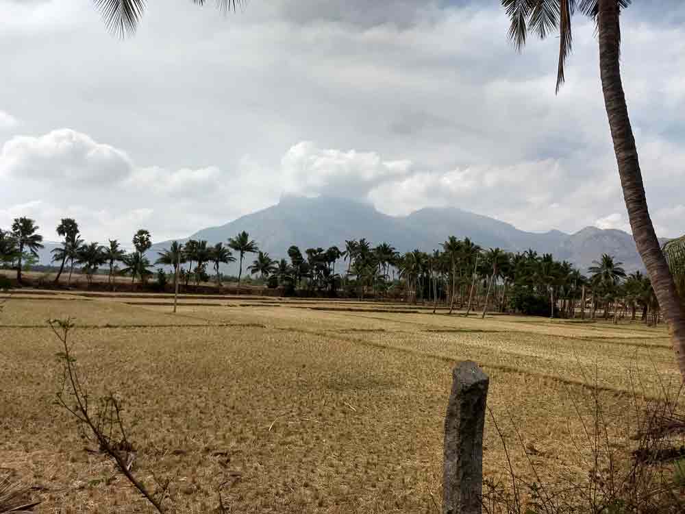 4 acre farmland for sale in Udumalpet, Tamilnadu