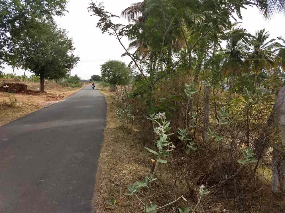 4 acre farmland for sale in Udumalpet, Tamilnadu