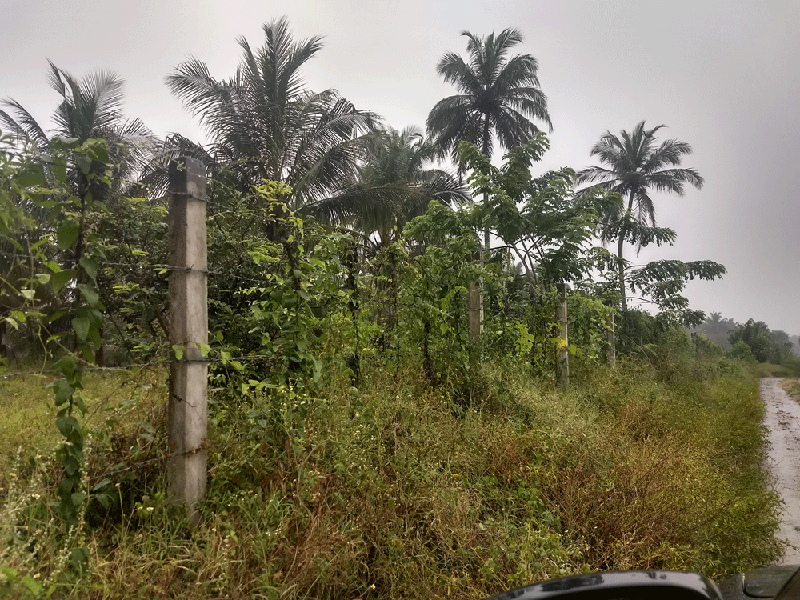 2.06 farm land for sale in Palakkad