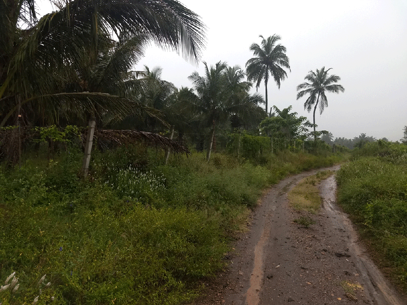 2.06 farm land for sale in Palakkad