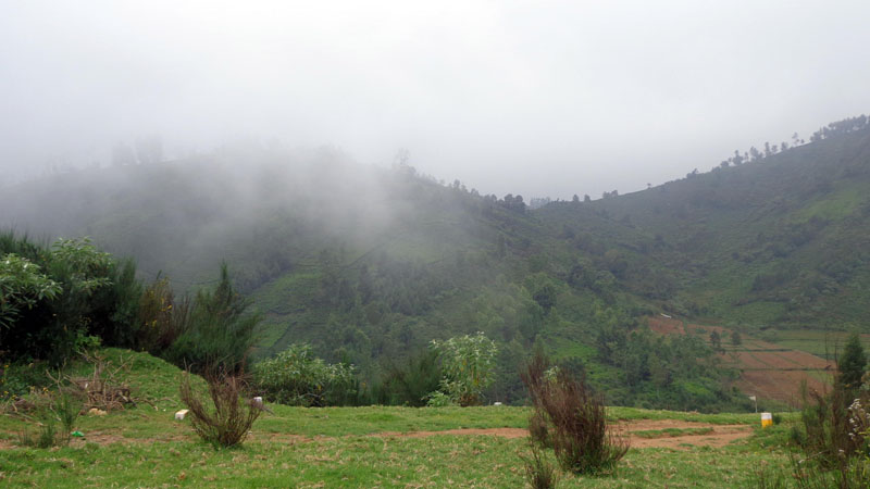 750 Acres of Magnificent Tea Estate for Sale In Ooty, Tamil Nadu