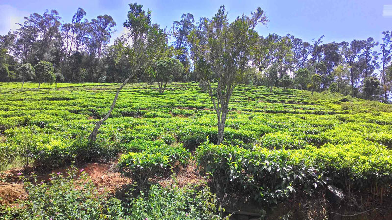 10 Acre Excellent Tea Estate For Sale In Aracode, Kil-Kotagiri, Ooty