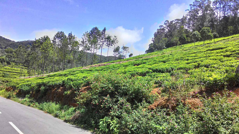 10 Acre Excellent Tea Estate For Sale In Aracode, Kil-Kotagiri, Ooty