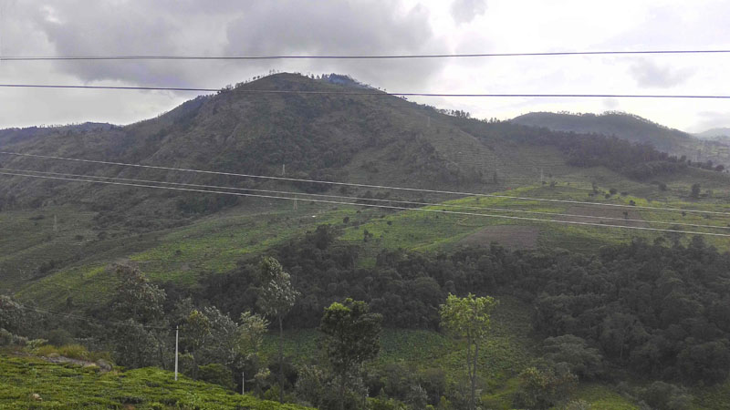 40 Acre Marvelous Tea Estate For Sale In Kotagiri, Ooty
