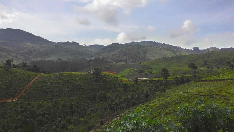 40 Acre Marvelous Tea Estate For Sale In Kotagiri, Ooty