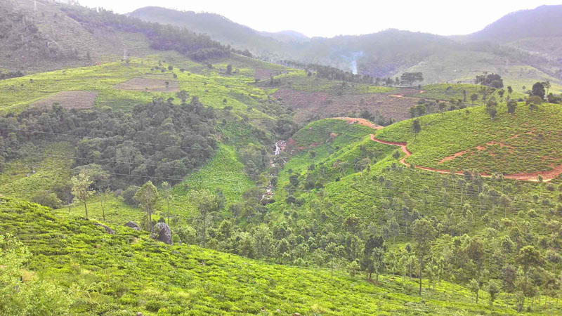 40 Acre Marvelous Tea Estate For Sale In Kotagiri, Ooty