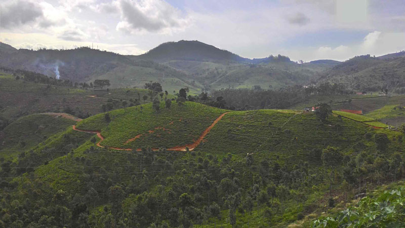 40 Acre Marvelous Tea Estate For Sale In Kotagiri, Ooty