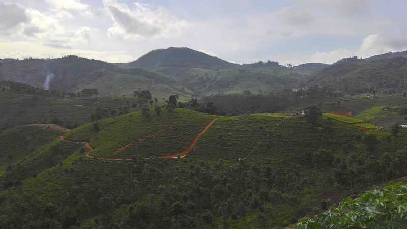 40 Acre Marvelous Tea Estate For Sale In Kotagiri, Ooty