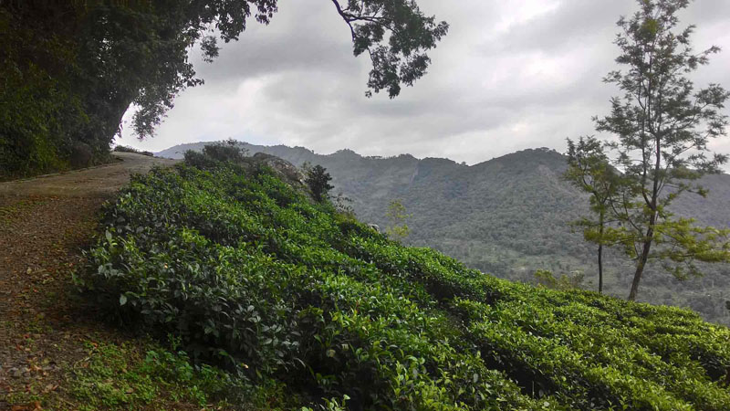 50 Acre Of Finest Tea Estate For Sale Near By Kotagiri, Ooty