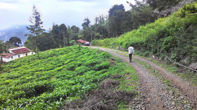 50 Acre Of Finest Tea Estate For Sale Near By Kotagiri, Ooty