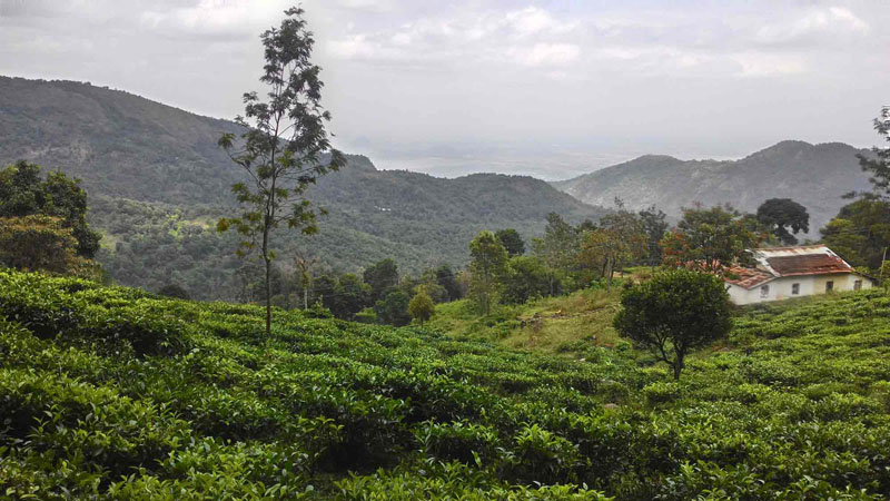 50 Acre Of Finest Tea Estate For Sale Near By Kotagiri, Ooty