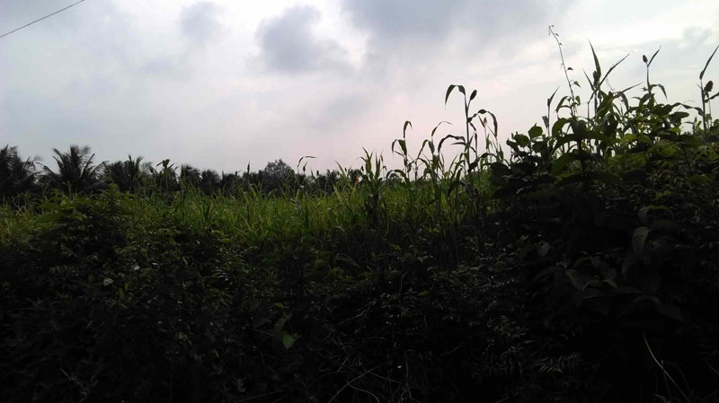 4 acre plainland in vannamada, palakkad