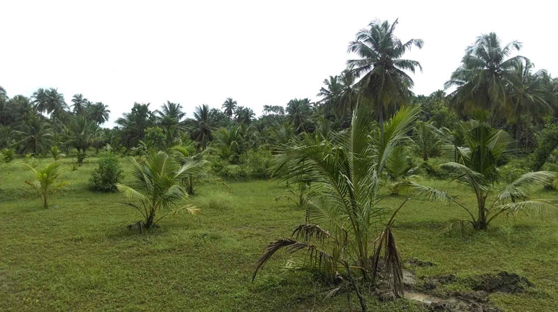 1.65 acre wonderful riverside farmland in Kozhinjampara near at Palakkad.