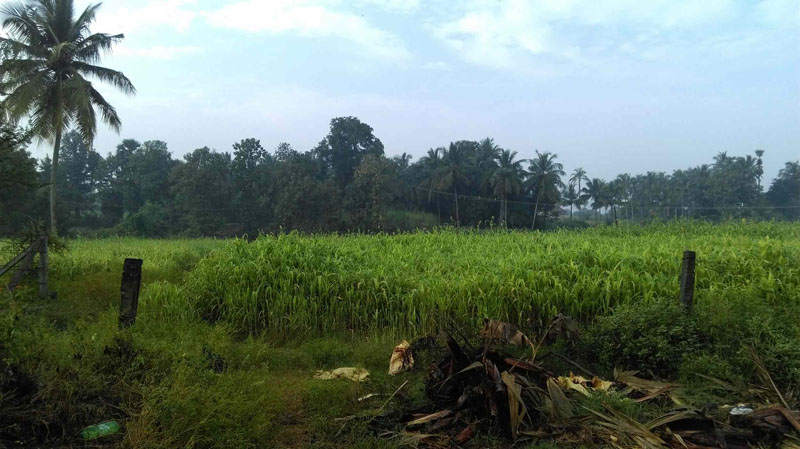 4 acre plain land near by Ahalia hospital, Palakkad