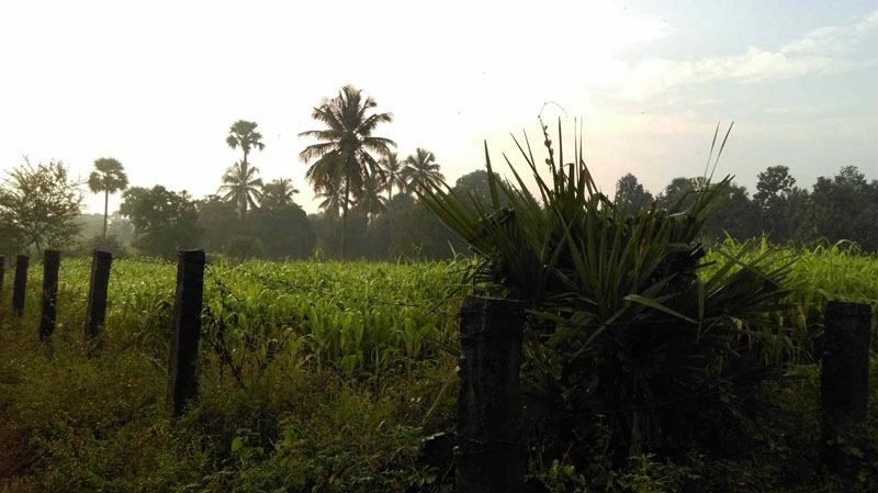 4 acre plain land near by Ahalia hospital, Palakkad