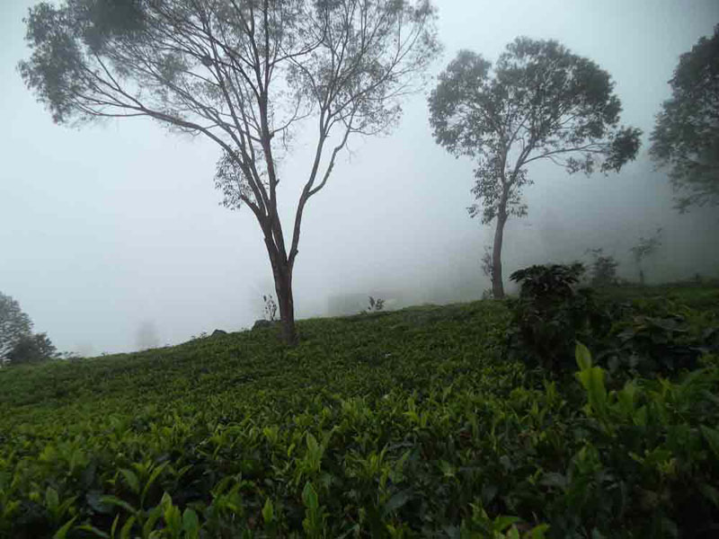 50 Acre healthy tea estate with house in Solormatam, Ooty