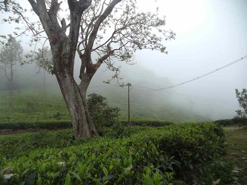50 Acre healthy tea estate with house in Solormatam, Ooty