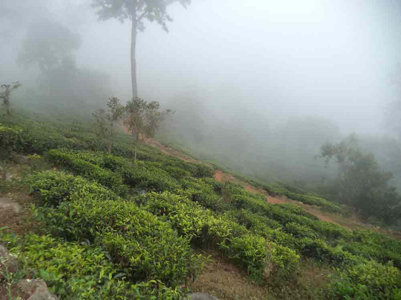 50 Acre healthy tea estate with house in Solormatam, Ooty
