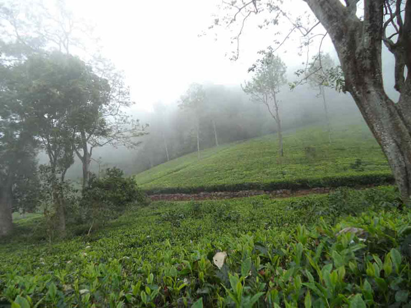50 Acre healthy tea estate with house in Solormatam, Ooty