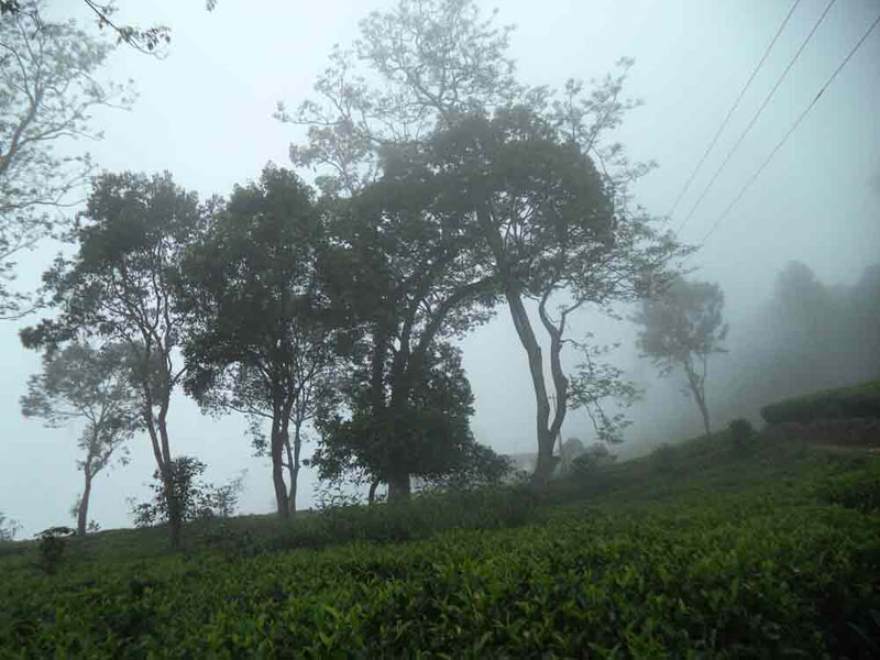 50 Acre healthy tea estate with house in Solormatam, Ooty