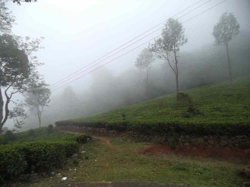 50 Acre healthy tea estate with house in Solormatam, Ooty