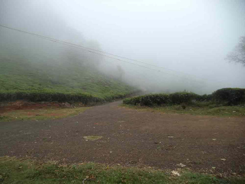 50 Acre healthy tea estate with house in Solormatam, Ooty