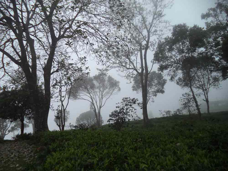 50 Acre healthy tea estate with house in Solormatam, Ooty