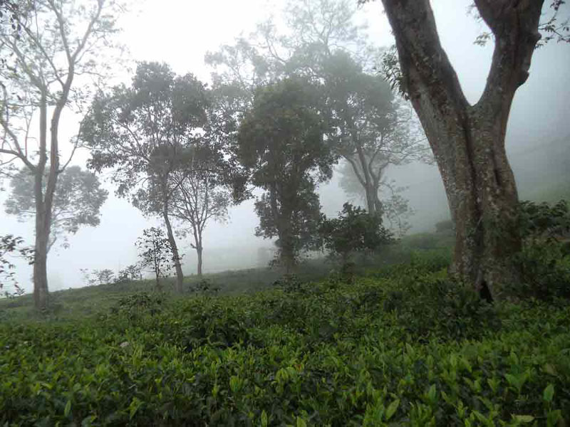 50 Acre healthy tea estate with house in Solormatam, Ooty
